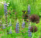 Lupinus perennis - Stauden-Lupine - Blume - 35 Samen