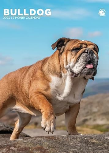 Bulldog Kalender 2026, A3, Wirobound, vollfarbig