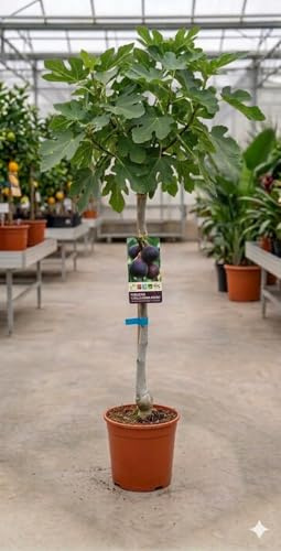Higuera Cuello de Dama Negro (Ficus carica) 10L – Árbol Frutal de Higos Dulces y Aromáticos