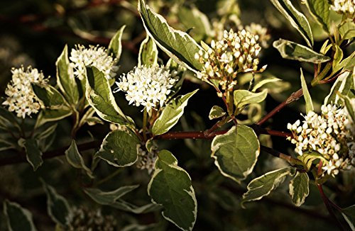 Weißbunter Hartriegel Cornus alba Elegantissima Containerware 60-100 cm