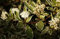 Weißbunter Hartriegel Cornus alba Elegantissima Containerware 60-100 cm