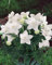 50 Graines Semences - Clochette Chinoise - Ballon Blanc - platycodon grandiflorus blanc - Maison Jardon Fleur - Plante Vivace - 106