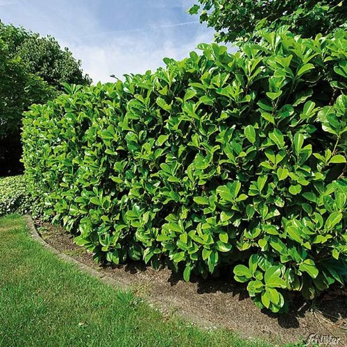 Kirschlorbeer Etna - Hecken Pflanze 30-40 cm immergrün & winterhart als Sichtschutz – Pilzfreie mehrjährige Lorbeerkirsche Prunus Laurocerasus von Garten Schlüter