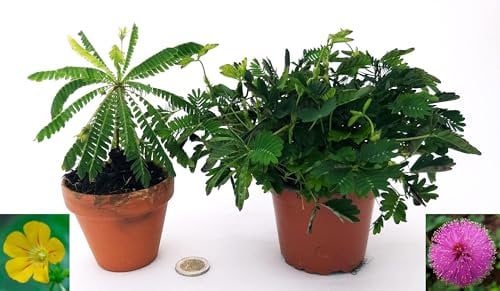 MIMOSA PUDICA und BIOPHYTUM SENSITIVUM, echte Pflanzen
