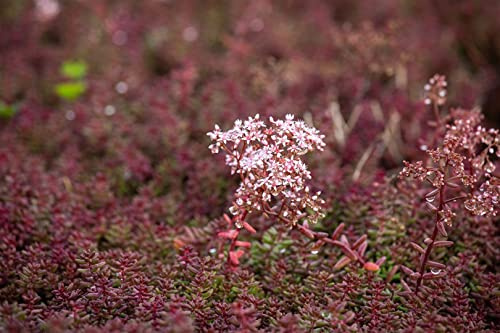 Sedum album 'Murale' 9x9 cm Topf – Winterhart, Immergrün, Pflegeleicht – Weißer Mauerpfeffer – Bodendecker für Steingarten & Dachbegrünung