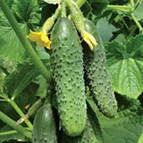 Haloppe 200 Unids Semillas de Hortalizas de Pepino para la Plantación de Huertos Caseros, Semillas de Pepino Decapado Vegetales Nutritivos Frutas Planta de Patio de Jardín Casero Semillas de pepino