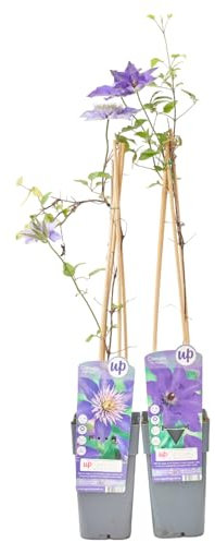 Verdecora Clematis en maceta de 2L | Planta Trepadora de Exterior con Flores Coloridas | Ideal para Pérgolas, Muros y Jardines Verticales | 1 unidad