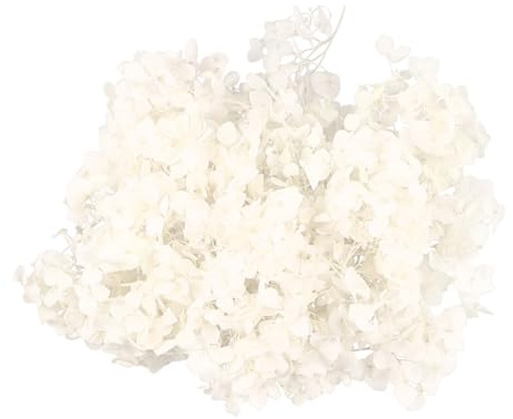 GALPADA 1 Packung konservierte Blume Blumenstrauß aus Hortensien Hortensieblume volle Hortensienblüten Blütenblatt Hochzeitsblume Blütenblätter getrocknete Miniblumen Blumendekoration Weiß