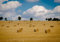 XXL Poster 100 x 70cm (SF203) last days of summer, Wiese mit Heuballen, Herbst (Lieferung gerollt!)