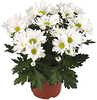 Margarita Flores Blancas - DECOALIVE - Flores Naturales - Crisantemo - Chrysanthemum