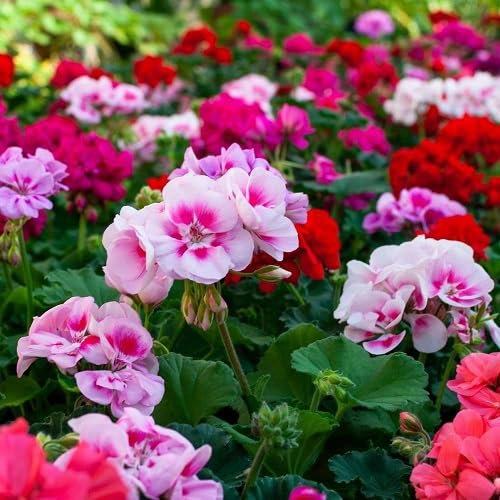 Nouveau Frais 100 pièces graines de fleurs de géranium pélargonium mélangées