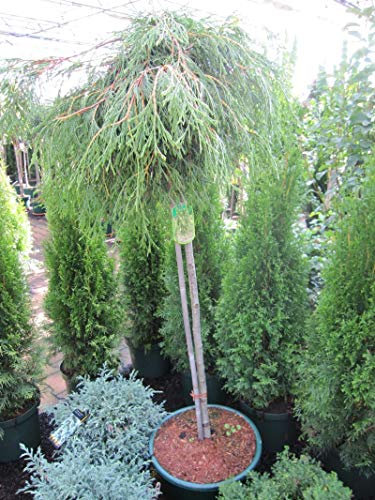 Thuja plicata Kagers Beauty - Riesenlebensbaum Kagers Beauty - Veredelung auf einem 90 cm Hochstamm