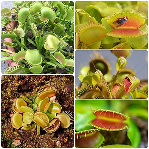 dionaea muscipula samen - fliegenfalle venus fliegen pflanze samen - venusfliegenfalle fleischfressende pflanzen Sukkulenten succulent plants - deko büro seeds 200 Stück