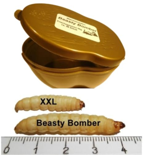 Bienenmaden Beasty Bomber XXL Mega Bienenmade Wachsmade XXL