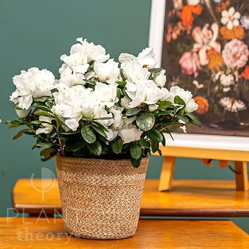 Plant Theory 25cm Azalea Flandresse White Azalea Indoor Flowering House Plant 12cm Pot