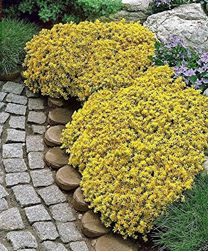 50 Sedum Acre - Golden Carpet, copertura del terreno Giallo Stonecrop Flower semi-