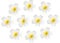 Hawaiian Haar Blumen Strand Hochzeit Haarspange, 10er Pack