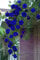 Blaue Kletterrose Samen Kletterpflanzen Chinesische Blumensamen 1000 Stück Samen