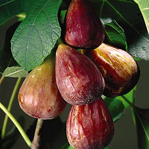Fig Garden Hardy Fruit Tree Self-Fertile Variety, Produces High Yields of Sweet Edible Figs 1 x 3-Litre Ficus Plant by Suttons