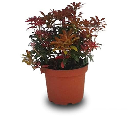 Verdecora Andrómeda | Pieris | Andromeda Japonesa | Planta arbusto natural de exterior (Maceta 5L)