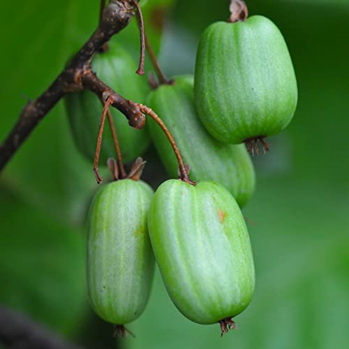 Actinidia Dr. Szymanowski - Selbstfruchtbar 1L Garten Pflanze mit Schönen Blüten - Die Perfekte Dekoration für Ihr Grundstück - Für Anfänger und Professionelle Gärtner - Leckeres und Gesundes Obst