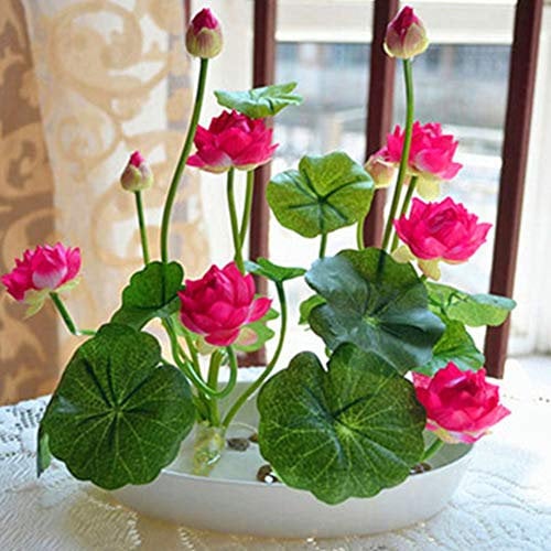 Bowl Lotus Flower, 20Pcs Mixed Colour Flower Seeds, Beginner-Friendly Water Lily Planting in Water Lotus Seeds for Kitchen Garden Pond (Pack of 1) (Rose Red)