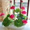 Bowl Lotus Flower, 20Pcs Mixed Colour Flower Seeds, Beginner-Friendly Water Lily Planting in Water Lotus Seeds for Kitchen Garden Pond (Pack of 1) (Rose Red)