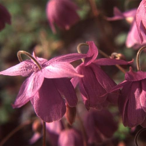 Plant World Seeds - Semiaquilegia Ecalcarata Seeds (Alpine Plant Seeds)