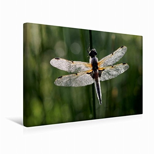 Premium Textil-Leinwand 45 x 30 cm Quer-Format Perlengeschmückte Libelle | Wandbild, HD-Bild auf Keilrahmen, Fertigbild auf hochwertigem Vlies, Leinwanddruck von Gudrun Nitzold-Briele