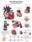 3B Scientific VR1334UU Human Anatomy „The Human Heart Anatomy and Physiology Chart“, Papierversion (englische Version), 50 x 67 cm