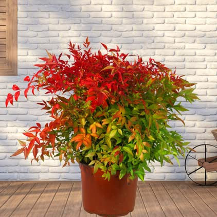 Nandina domestica Scheinbambus, XXL - Himmelsbambus immergrün, winterhart Topfgröße 23cm