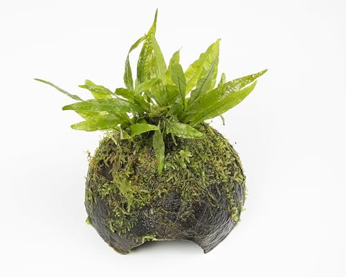 Lincolnshire Pond Plants Ltd - Bogwood, Rocks and PadsTropical Live Aquarium Plants (Java Fern (Windelov) and Moss on Coconut)