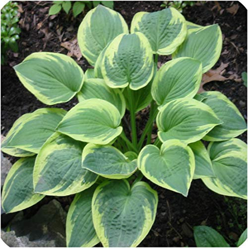 Hosta Bare Roots 'Wide Brim' x 3 Plantain Lilies Perennial Plants by Growtanical®