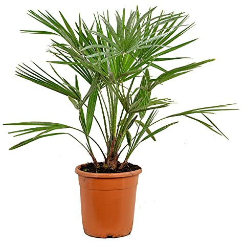 Chamaerops 'Humilis' - Palma nana europea - Palma - Resistente - ⌀21 cm - 70-80 cm