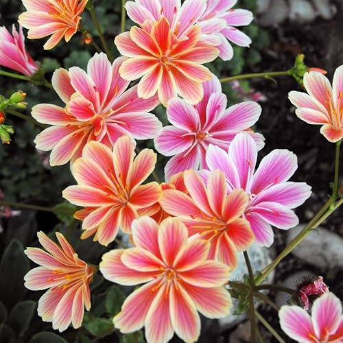 Organic Lewisia Sunset Strain Flower Seeds - 15 Seeds for Rockeries or Bedding