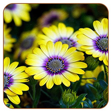 Cape Basket Anti-Rutsch Design Square Untersetzer für Tassen Tassen,Leder Möbel Schutz Pad Wiederverwendbar in Küchen Bar Wohnkultur,6PCS