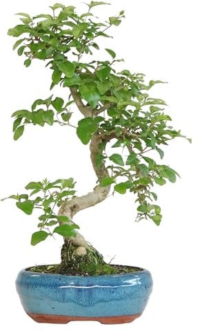 KENTIS - Bonsai di Ligustro a S - Ligustrum Sinensis - Bonsai Pianta Vera da Esterno Resistente - Vaso Artigianale in Ceramica - H 30-40 cm Vaso Ø 15 cm a S
