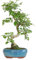 KENTIS - S-förmiger Liguster-Bonsai - Ligustrum Sinensis - Widerstandsfähiger echter Pflanzenbonsai für den Außenbereich - Handgefertigter Keramiktopf - H 30-40 cm S-förmiger Topf Ø 15 cm