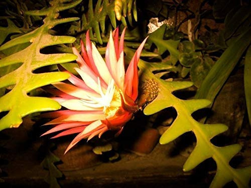 Seeds 10 Rare Semi Zig Zag Cactus Fishbone Succulent Epiphyllum Anguliger Hanging : Seeds Only