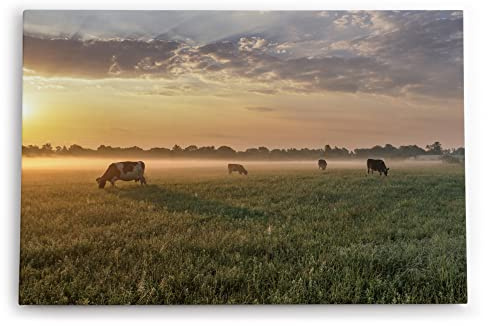 Paul Sinus Wandbilder Deko Kunstdruck 90x60cm Wiese Kühe Weide Morgentau Sonnenaufgang Feld