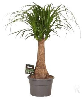 Fresh Plants - Beaucarnea Recurvata XXL - Plante d'Intérieur Exotique - Pot Ø19cm, Hauteur 60cm - Non Toxique, Facile d'Entretien - Origine UE - Conforme aux Normes UE