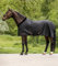 WALDHAUSEN Transportdecke Exclusive, 50 g, 145 cm, schwarz