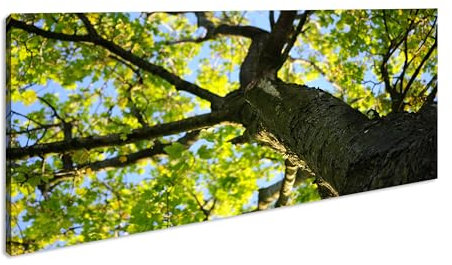 junger Laubbaum an einem sonnigem Tag Panorama 80x40 cm als Leinwandbild, Motiv fertig gerahmt auf Echtholzrahmen, Hochwertiger Digitaldruck mit Rahmen