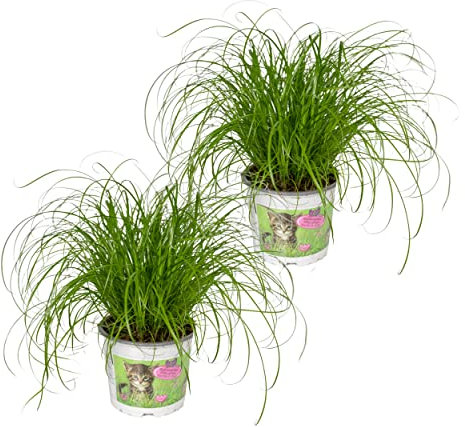 Cyperus alternifolius - Katzengras - 20cm - Ø12cm - Zimmerpflanze - Immergrün