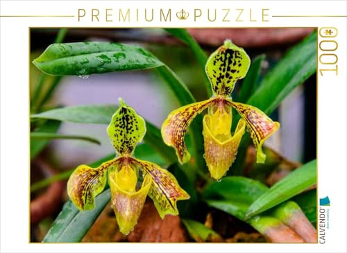 CALVENDO Puzzle Paphiopedilum spec. | 1000 Teile Lege-Größe 64 x 48 cm Foto-Puzzle für glückliche Stunden