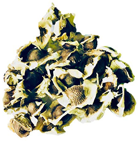 Meerrettichbaum -Moringa oleifera- 1000 Samen Frischer Direcktimport