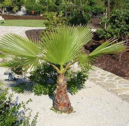Portal Cool 4X filifera Washingtonia Palms