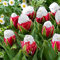 Haloppe 100 Stücke Tulpenblumen Pflanzensamen für das Pflanzen im Hausgarten, Tulpensamen Mehrjährige Blumentopfpflanzen Zweifarbige seltene Eisblumensamen für den Garten Tulpensamen