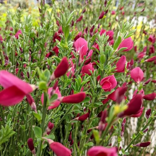 150 piezas plantas de tojo semillas resistentes - Plante semillas en interiores, plantas perennes resistentes. semillas de flores cortadas, semillas de plantas de interior macizo