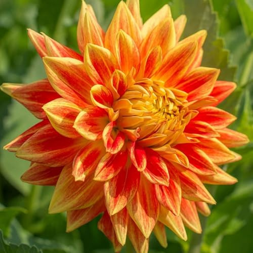 Rizomi/Tuberi di Dalia: Varietà Perenni Rare, Resistenti, Splendide in Giardino-f-2 rizomi